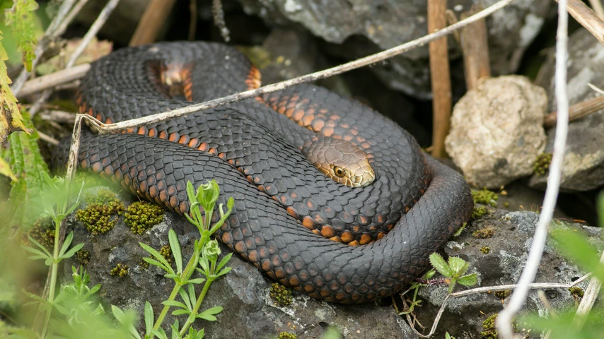 Lowland Copperhead snake curled on a rock